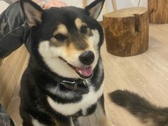 -柴迷FANS CLUB·柴犬狗咖·猫咖