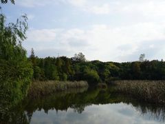 -吴淞炮台湾湿地森林公园烧烤区