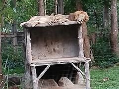 -清迈夜间动物园