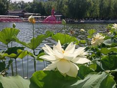 -莲花池公园