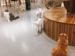 -飞行喵MR PILOT|猫舍·猫咖(静安大融城店)