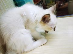 -阪尚皇·原切牛排·烤肉火锅自助(北京路店)