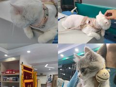 -博特宠物医院24h犬猫全科.骨科·异宠
