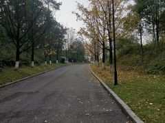 -铁山坪森林公园