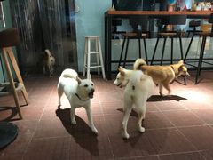 -柴犬高等学院·狗咖·柴犬售卖·宠物训练