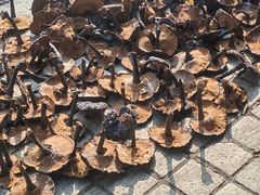 -清平中药材专业市场