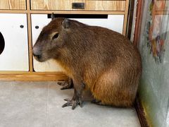 -Honey Bacca 哈尼芭卡高端萌宠(朝阳大悦城店)