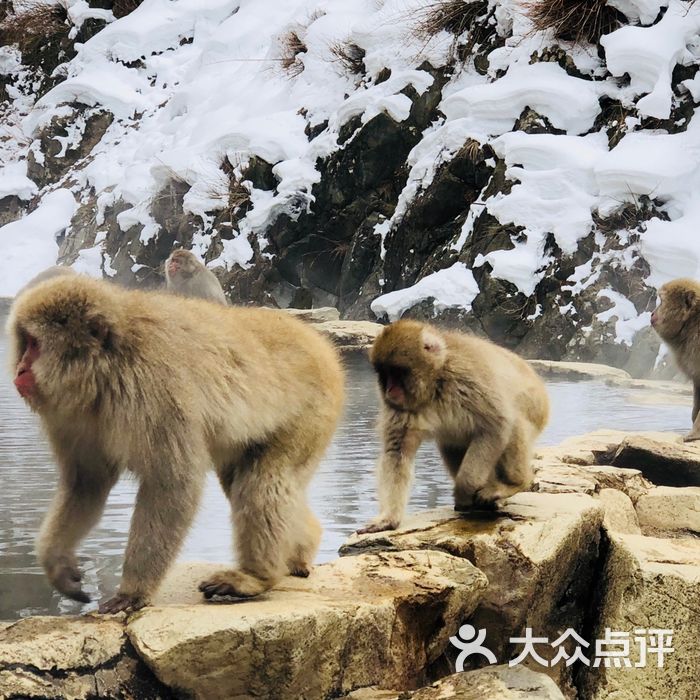 地狱谷野猿公苑