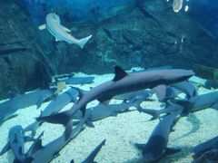 -烟台海昌鲸鲨海洋公园