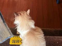 -楼上猫咖(罗湖店)