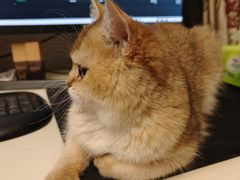 -宠爱国际动物医院· 猫科· 外科·中兽医(长白店)