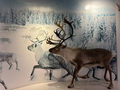 -北京麋鹿生态实验中心