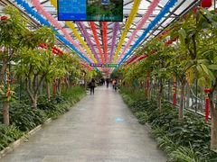 -南宫五洲植物乐园