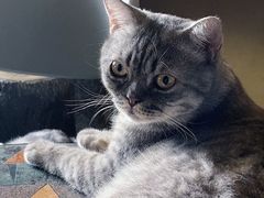 -猫猫幼稚园·撸猫·桌游·电玩