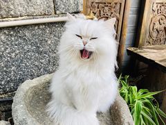 -喵屿·大理花园猫咖