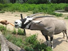 -大连森林动物园