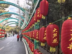 -大芦花风景区