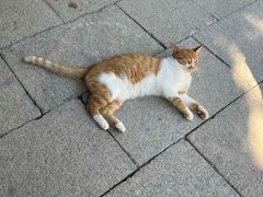 -龙华素斋(龙华路店)