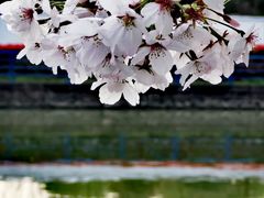 -高东镇樱花园