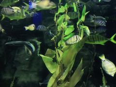 -太平洋海底世界