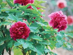 -北京西山国家森林公园