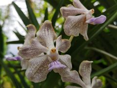 -植物园哈利亚餐厅