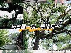 -江心屿景区