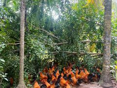 -兴隆槟榔园休闲农庄