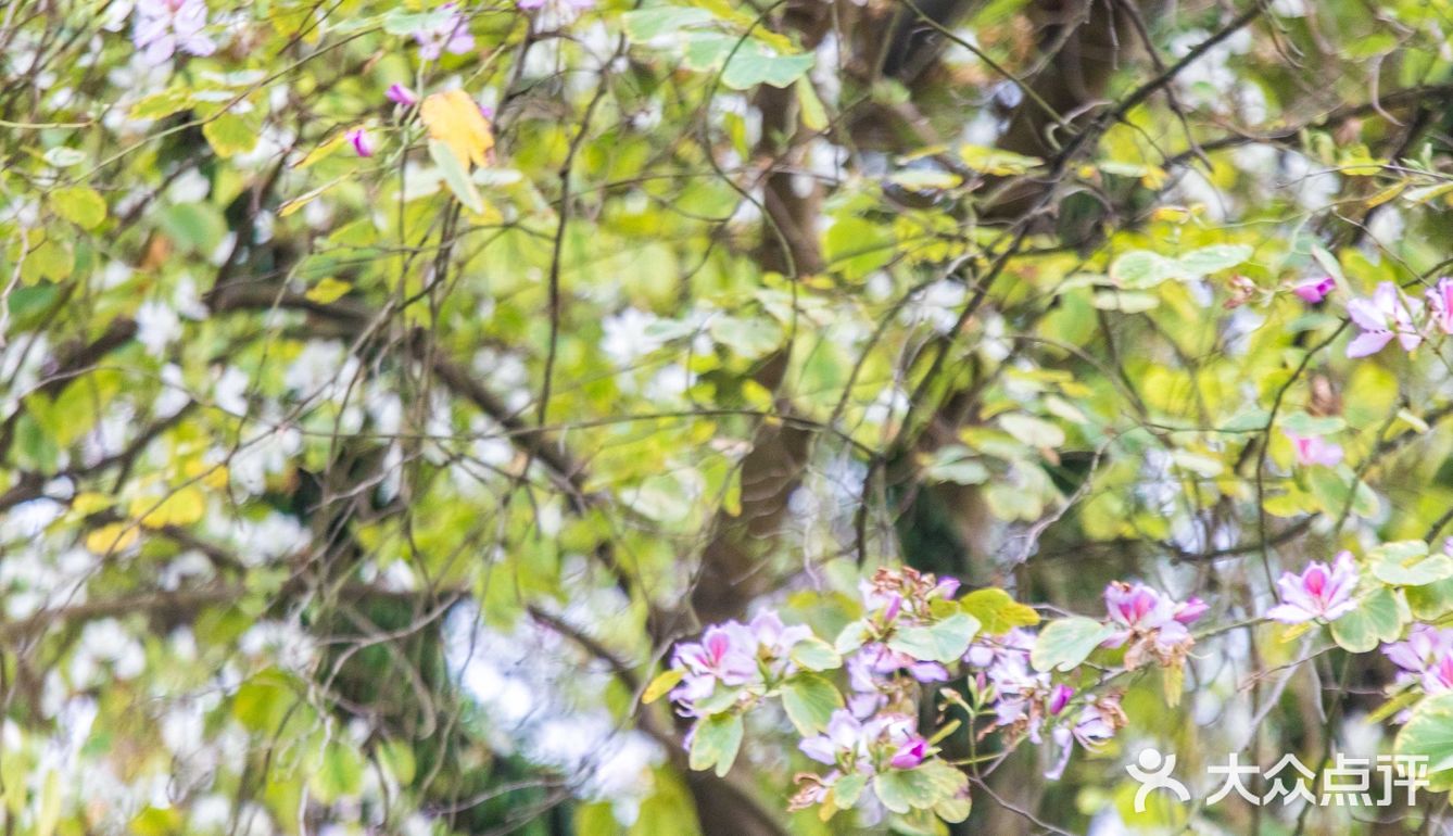 三四月去广东肇庆打卡最美紫荆花道
