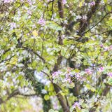 三四月去广东肇庆打卡最美紫荆花道