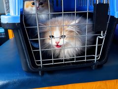 -伟伟宠物医院·瑞派猫友好医院·猫科(光谷店)