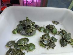 -双季花艺园艺市场(浦东店)