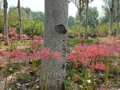 -西安浐灞国家湿地公园