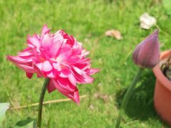 -池杉湖湿地公园