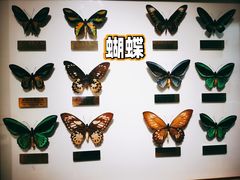 -上海昆虫博物馆