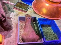 -正佳雨林生态植物园