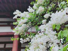 -西安青龙寺遗址景区