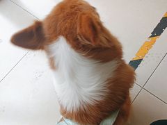 -宠福鑫康馨动物医院·骨科·眼科
