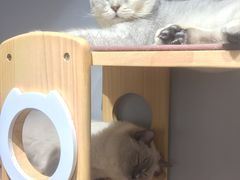 -Heymao猫咖.咖啡厅(东门店)