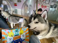 -Husky Go! 哈士奇体验馆·宠物咖啡厅狗咖