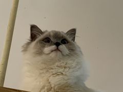 -滚猫咖啡·猫咖·猫友好撸猫(未来城店)