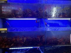 -虾铺子龙虾·私房菜(金源花苑店)
