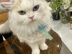 -共舞时光猫咖·狗咖(新街口店)