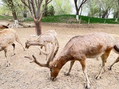 -北京野生动物园