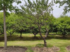 -东方绿舟景区
