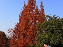 -白鹭湾湿地公园