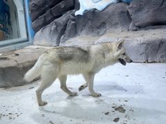 -海合安青岛极地海洋公园