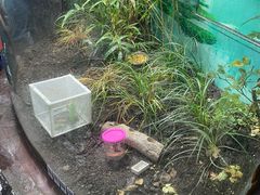 -上海大自然野生昆虫馆(东方明珠·爬宠昆虫探索中心)