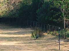 -北京麋鹿生态实验中心