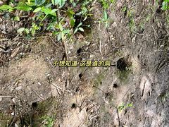 -茅家埠